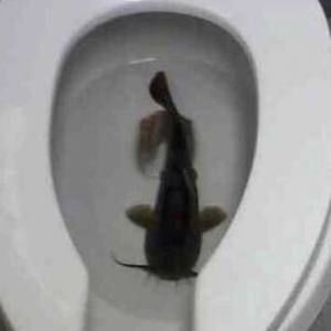 Meet your Posher, Tristen